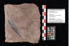 Foto (Objekt + Etikett) von Sclerotium pustuliferum Heer (NHMW-GEO-2024-0188-0090a)